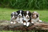 BERGER AUSTRALIEN PUPPIES 790